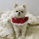 파인댕스 이미지