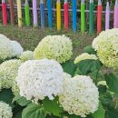 숲속의 오케스트라 | 진주 월아산 숲속의 진주 수국 축제 데이트