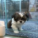 하이멍냥 강아지분양 고양이분양 서울본점 이미지