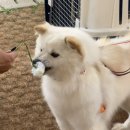 반짝일개 이미지