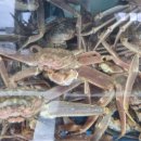 후포항 수산 이미지