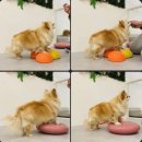 델리키아 이미지