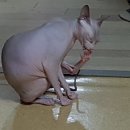 벨라 그루밍 이미지