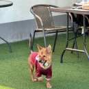 우동펫(우리동네 펫 서비스) 이미지