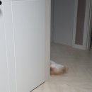 디오빌 동물병원 이미지