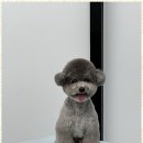 오쿠숑 | 강릉애견미용 우리 아이도 미용실에서 행복한 시간!