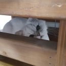 #216 - 개강이 한 달 남다니...으엉엉(~.~)