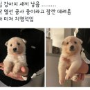 옆집강아지 이미지