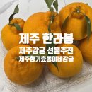 효동농장 | 제주향기 효동이네감귤 한라봉 후기, 달콤한 제주감귤 제철에 제대로 즐기기