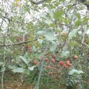 뽀미농장 이미지