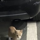 Healthy Cat 이미지