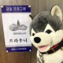 브라우니 이미지