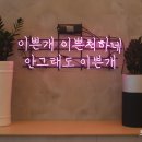 케어독 하우스 이미지