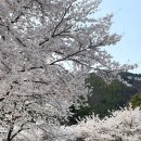 용담면 벚꽃길 이미지