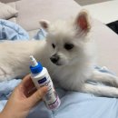 Be 동물병원 | 귀에서 냄새나고 귀긁는 강아지 귓병 귀알러지 외이도염 해결 추천템 3가지 내돈내산 후기