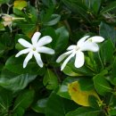 타히티치자 [가르데니아 타이텐시스 (Gardenia taitensis)] 이미지