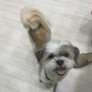 멍스베리 이미지