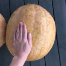 호박패밀리 이미지