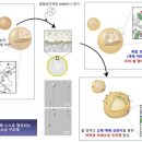 소낭 이미지