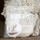 삼양식당 | 삼양라운드힐 양떼목장 눈없는날 후기 대관령 양떼목장과 비교