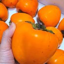 대봉축산 | 진당산 참새골농장 GAP 대봉감 5kg 후기 대봉 홍시 후숙법 총정리