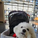녹동신항 | &lt;반려동물과 배타고 제주여행&gt; 녹동신항 아리온제주호 애견동반 탑승 후기
