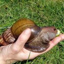 아프리카 대왕달팽이 [Giant African Snail] 이미지