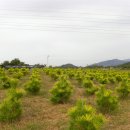 황금소나무농원 이미지