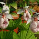 정원야생화 이미지