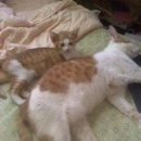 누리예 이미지