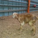 슈퍼염소농장 이미지