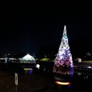 종합운동장 메타세콰이어길 이미지