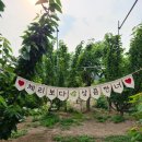 홍이네농장 | 6월에만 할 수 있는 체리따기체험 :: 대전 홍이네 체리농장🍒