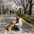 파주농업협동조합 | 파주 벚꽃 명소 오산리기도원 실시간 방문 후기