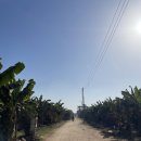 신전농장 | 이집트 6일. 고대인들의 영혼이 새겨진 카르나크 대신전, 룩소르 신전