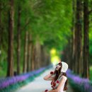 우로지 자연숲 공원(메타세쿼이아길) 이미지