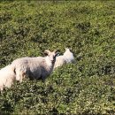 이스트카 이미지