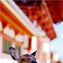 나라 사슴공원 작은 연못 그리고 연못 산책 후기