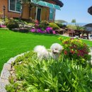 곡성 기차마을 애견동반펜션 이미지