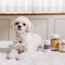 아이러브독 강아지분양 부천점 이미지