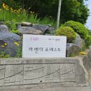 카페라벤더숲