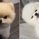 댕댕이집