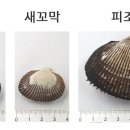 벌교참꼬막새조개
