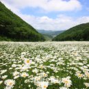 데이지 - 해운대구 | 데이지