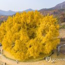가로수자산관리