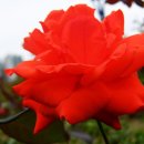 겸재교