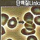 소화(구.방울) 이미지