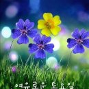 서천 마량리 동백나무 숲 Daum카페