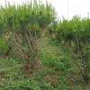 여주-0102 이미지