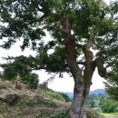 계룡산둘레길 이미지